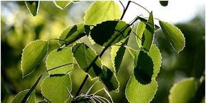 2Feuilles-de-Tremble